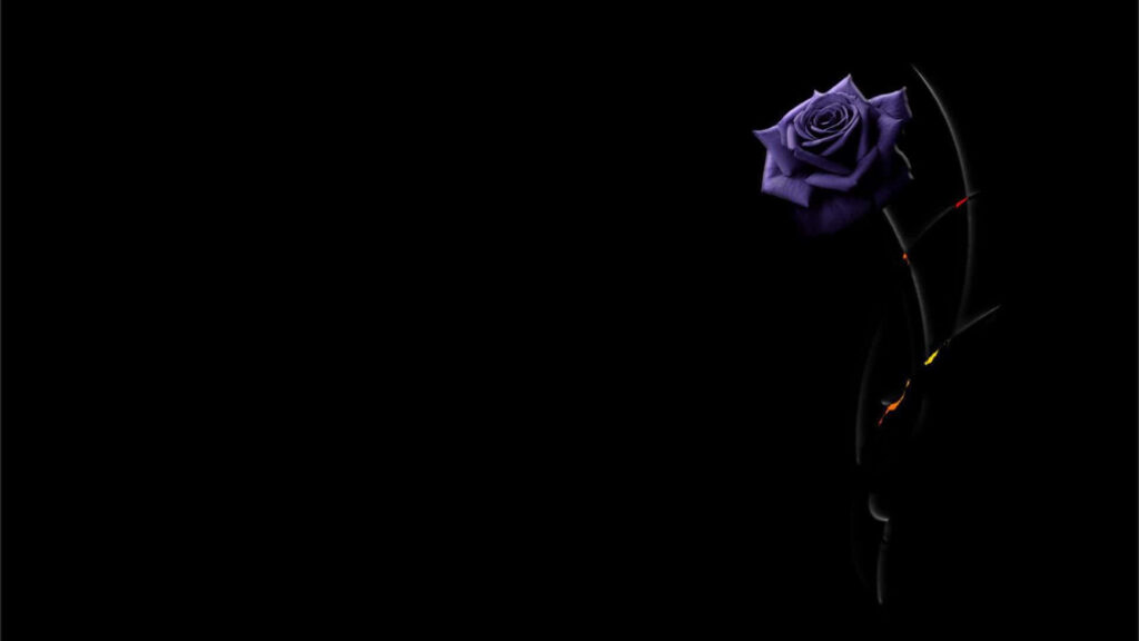 Elegant Purple Rose Wallpaper: Stunning Contrast on Black Background
