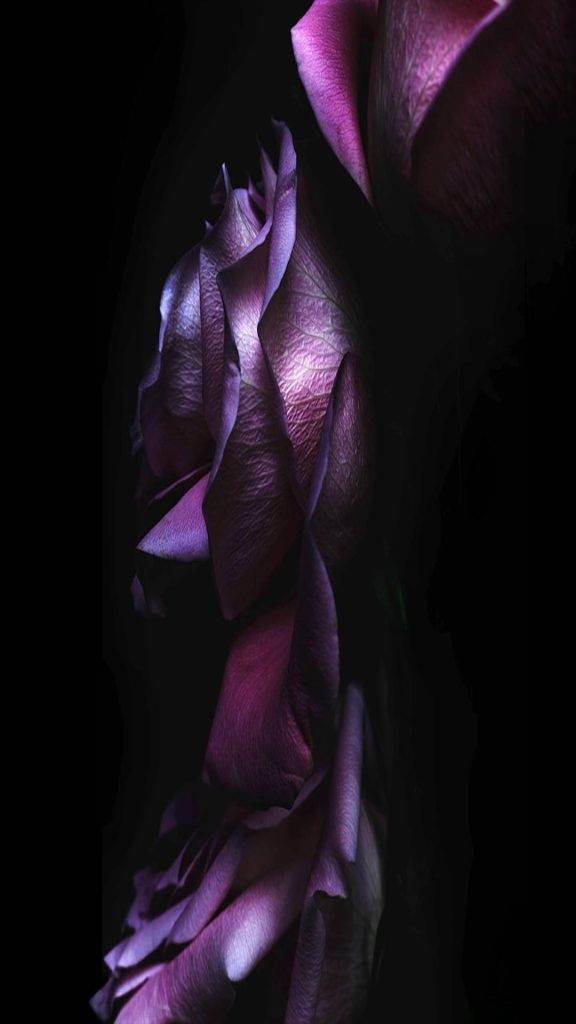 Elegant purple rose iPhone wallpaper with dramatic macro detail on black background for lock screen