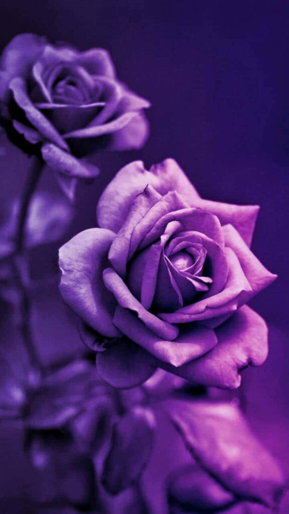 Vibrant Purple Roses Wallpaper: Elegant Dark Background Design