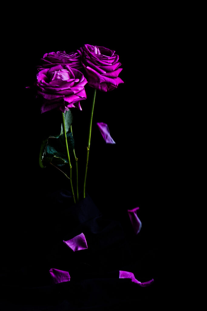 Elegant Purple Rose Bouquet Wallpaper on Dark Background