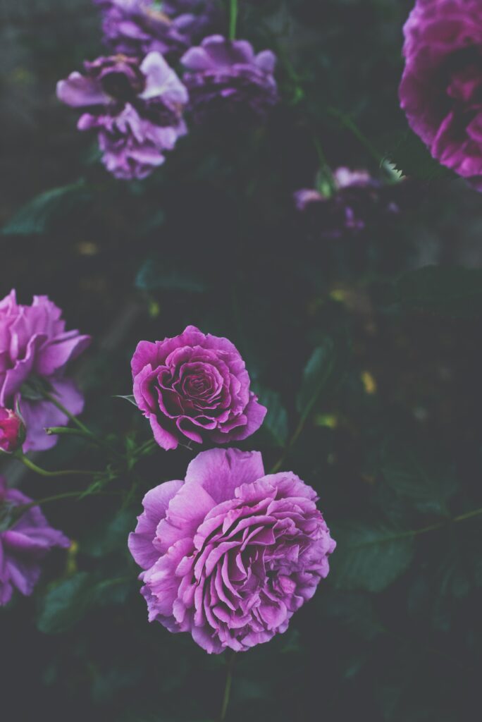 Elegant Purple Roses Wallpaper on Dark Green Background