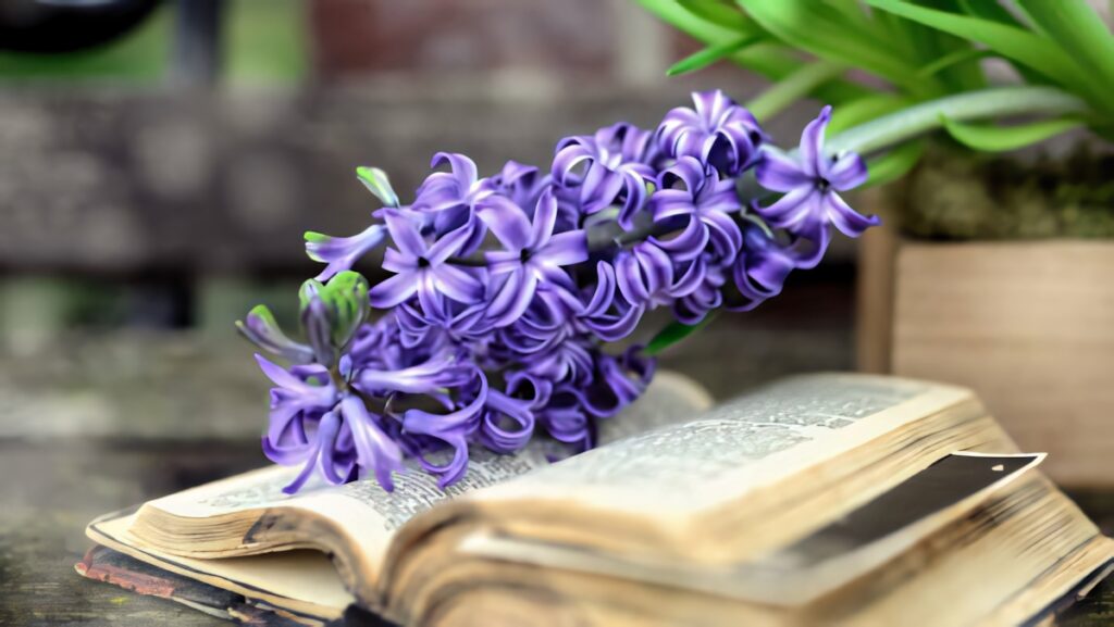 Serene Wallpaper: Vibrant Purple Flowers Above an Open Book