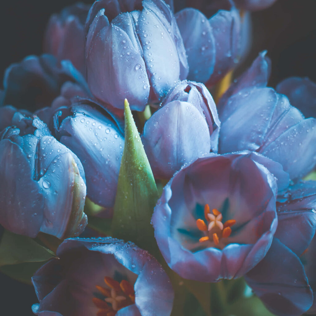 Elegant Purple Tulips with Dewdrops – Captivating Wallpaper Background