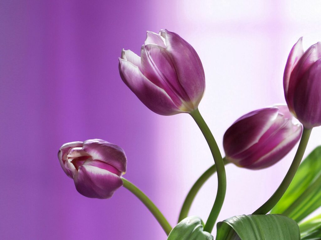 Elegant Purple Tulips with Green Stems Against Lavender Background Wallpaper