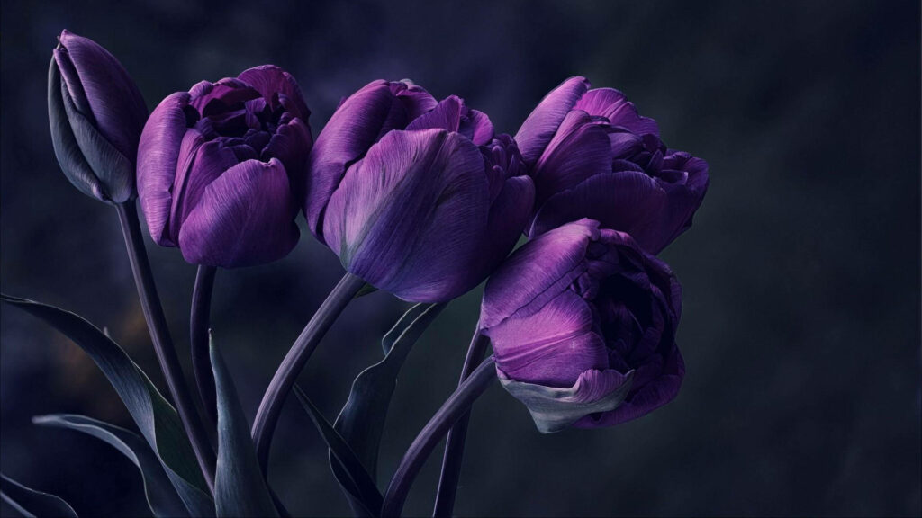 Elegant Purple Tulips Wallpaper for a Serene Desktop Background