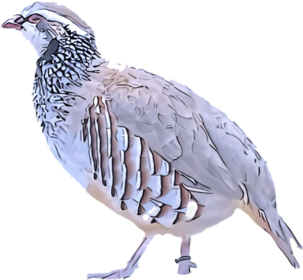 Elegant Quail Illustration: Serene Feather Patterns on Clean Background Wallpaper
