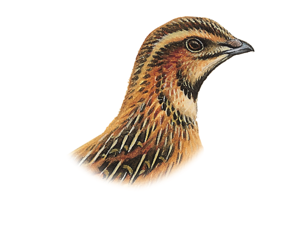 Elegant Quail Wallpaper: Detailed Feathers & Rich Colors