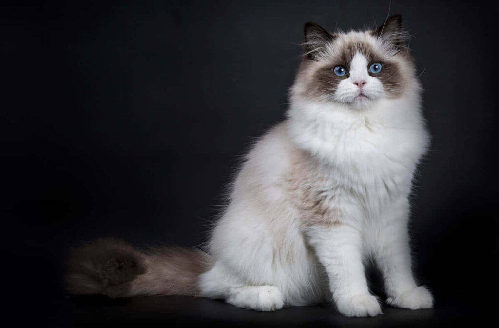 Charming Ragdoll Cat Wallpaper: Blue Eyes & Fluffy Elegance