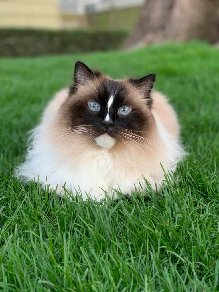 Charming Ragdoll Cat Wallpaper: Elegant Blue-Eyed Beauty on Green Grass