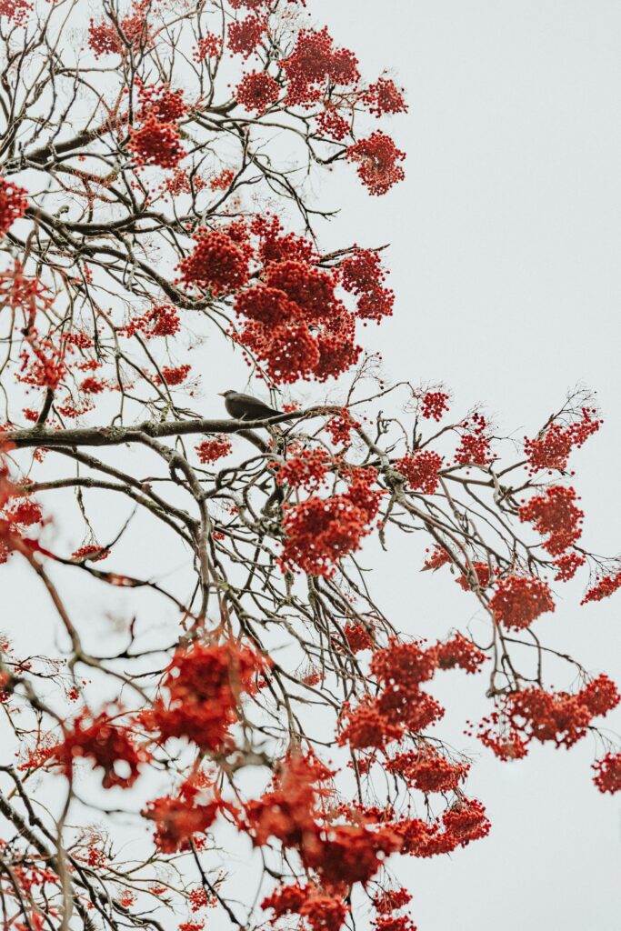 Intricate tree branches with red berries and a bird against a pale sky nature wallpaper background