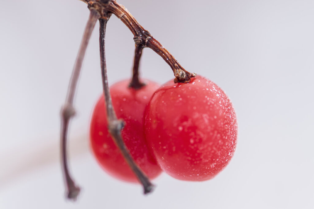 Elegant Red Berry Macro Wallpaper: Minimalist Background Design