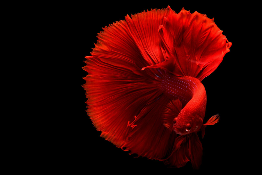 Elegant Red Betta Fish Wallpaper on Dramatic Black Background