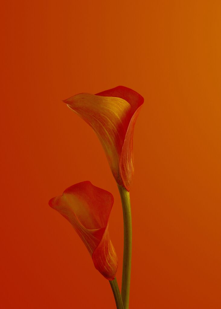 Elegant Red Calla Lilies on Vibrant Orange Background Wallpaper