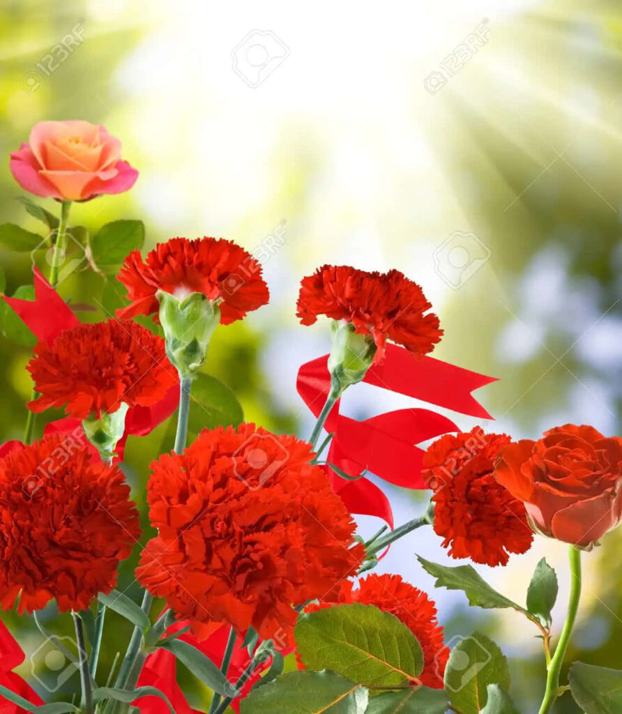 Elegant Red Carnation Wallpaper | Sunlit Floral Background Decor