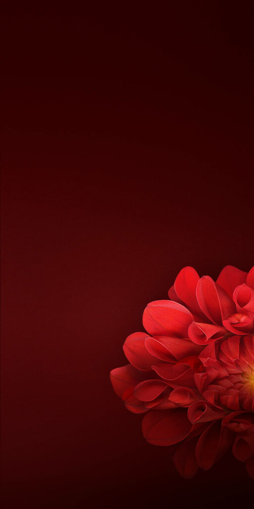 Elegant Red Flower Petals Wallpaper on Dark Background