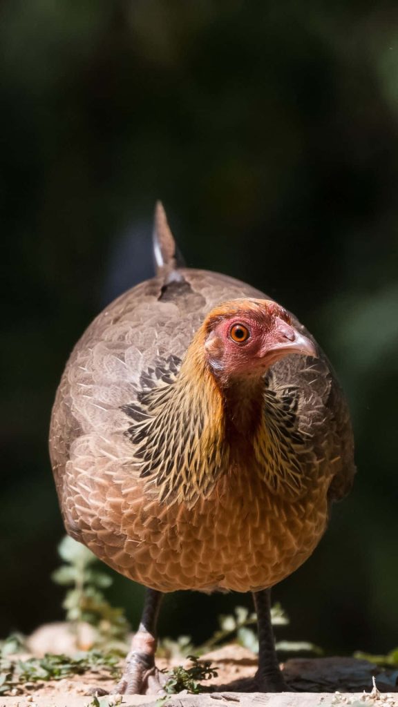 Alert female Red Junglefowl with detailed brown and golden feathers on dark natural background Wallpaper