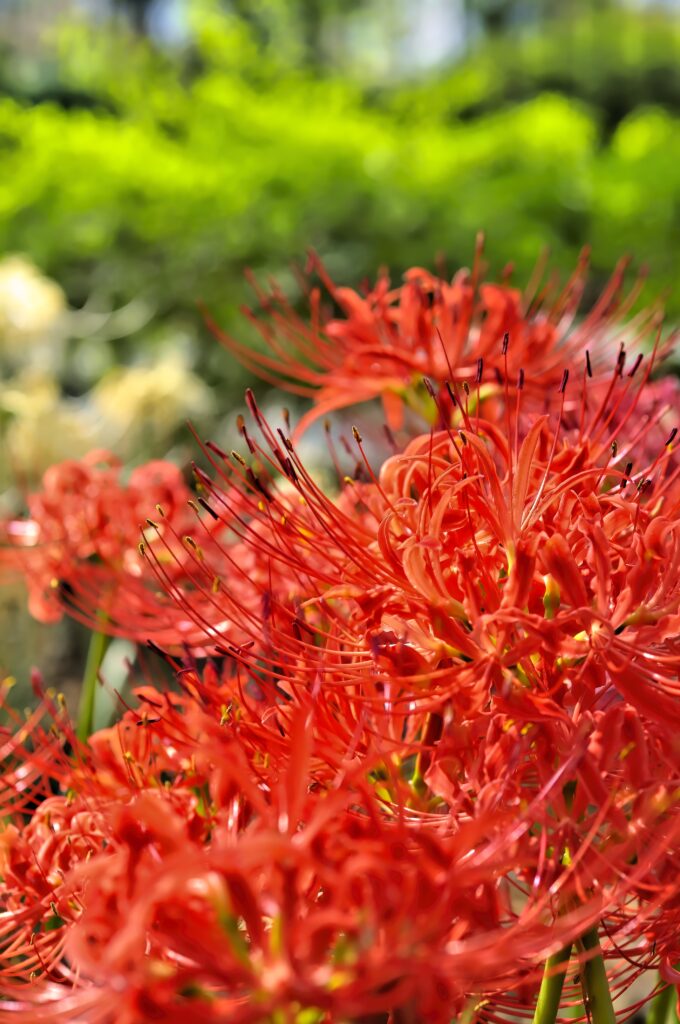 Vibrant Red Lycoris Flowers on Soft Green Background - Elegant Wallpaper