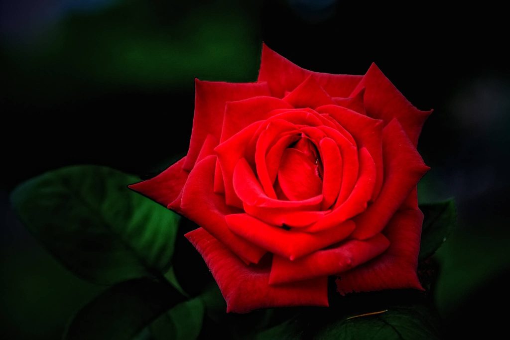 Close-up of vibrant red rose with dark moody background elegant romantic wallpaper image