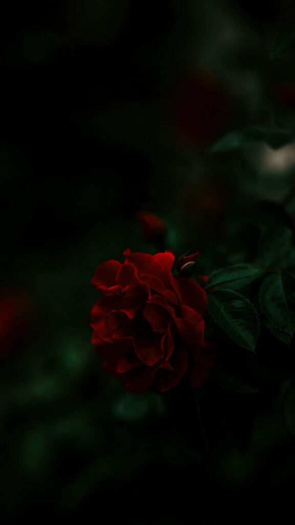Elegant Red Rose Wallpaper on Dark Background - Dramatic Contrast