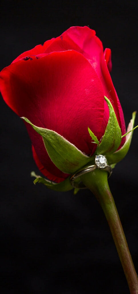 Elegant Red Rose Wallpaper: Lush Petals & Sparkling Ring on Dark Background