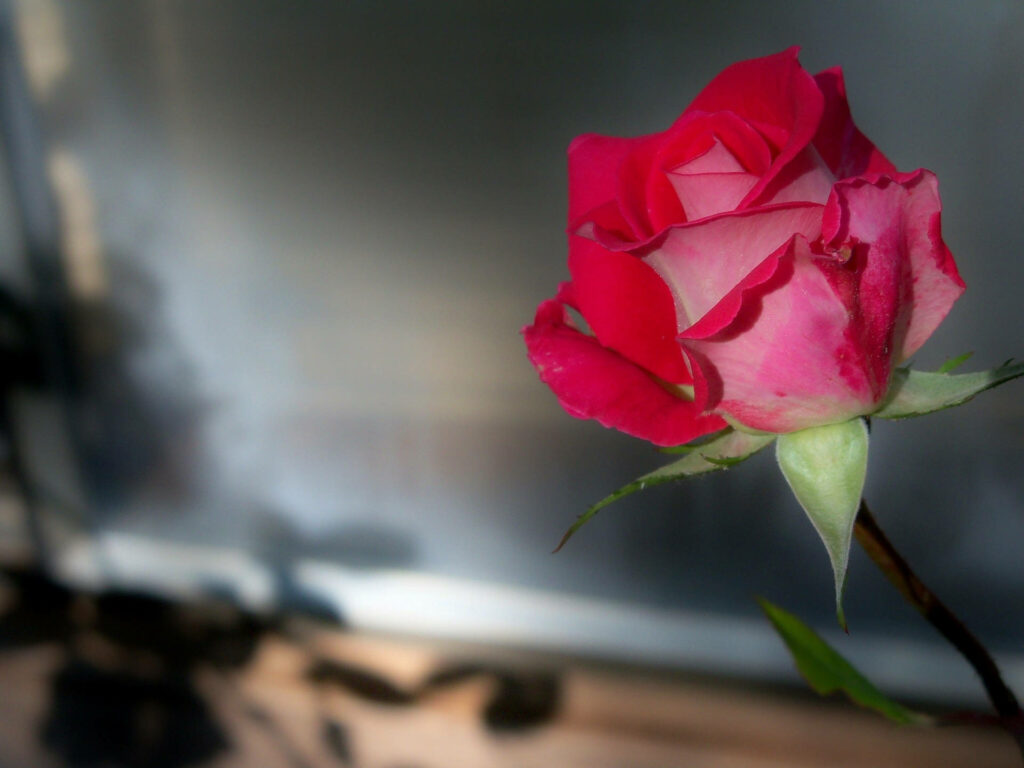 Elegant Red Rose in Sharp Focus with Soft Blurred Background Wallpaper