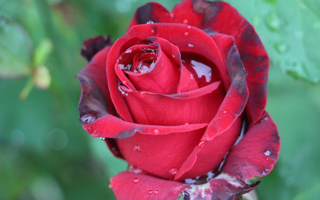 Elegant Red Rose Wallpaper with Dried Petals on Blurred Green Background