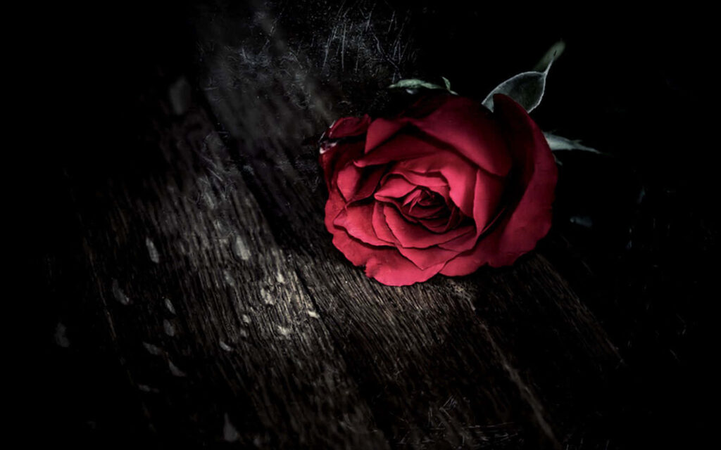 Elegant Red Rose on Dark Wooden Background - Striking Contrast Wallpaper