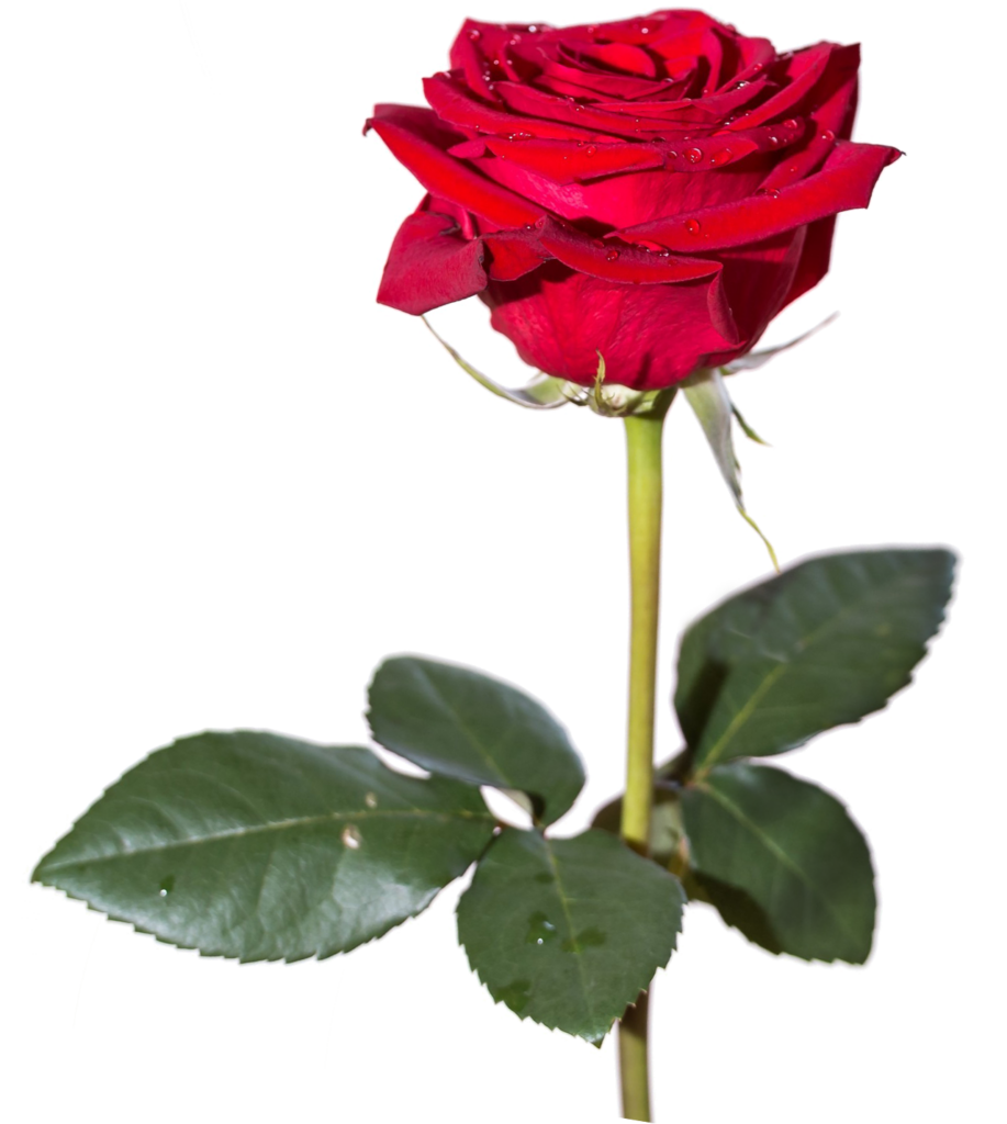 Elegant Red Rose Wallpaper with Dew Drops on Transparent Background