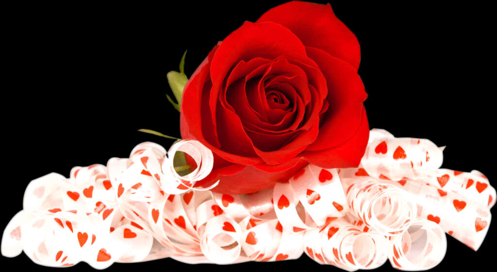 Elegant Red Rose Wallpaper on White Ribbon with Hearts - Romantic Background