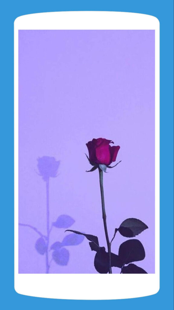 Elegant Red Rose on Soft Purple Background - Striking Contrast Wallpaper