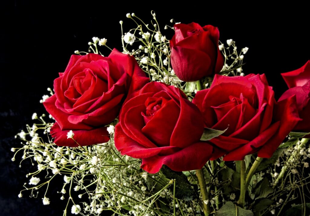 Elegant Red Roses & Gypsophila Wallpaper on Black Background