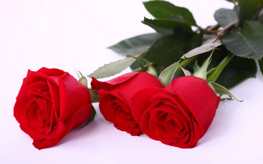 Three vibrant red roses on a white background elegant romantic desktop wallpaper background