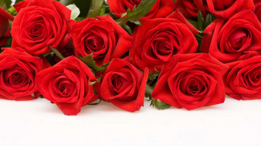 Elegant Red Roses on White Background | Stunning HD Wallpaper