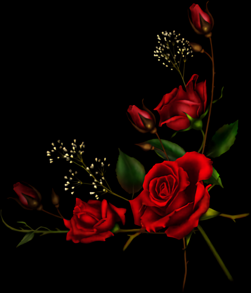 Elegant Red Roses on Dark Background - Stunning Floral Wallpaper