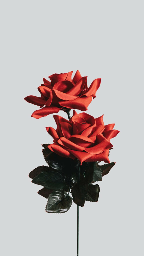 Elegant Red Roses with Green Leaves on Light Background Wallpaper