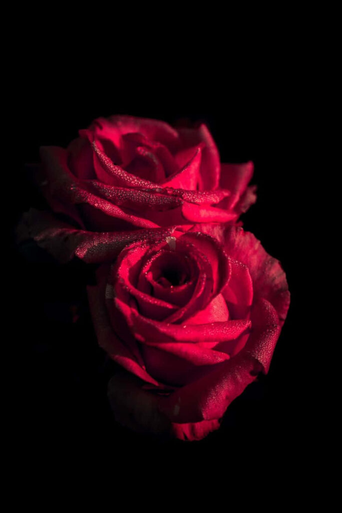 Elegant Red Roses on Dramatic Black Background - Floral Wallpaper