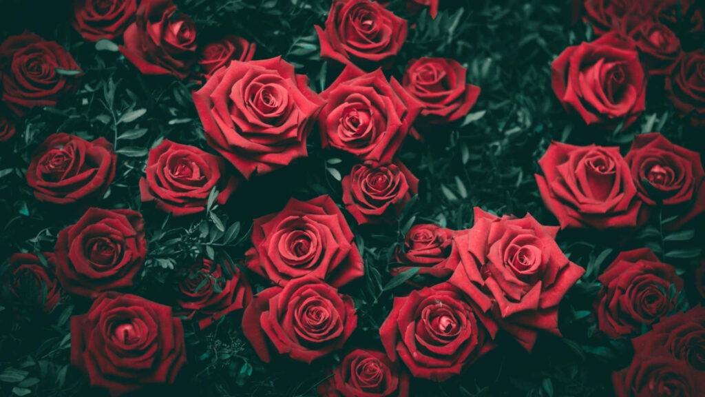 Elegant Red Roses Background with Lush Green Foliage Wallpaper