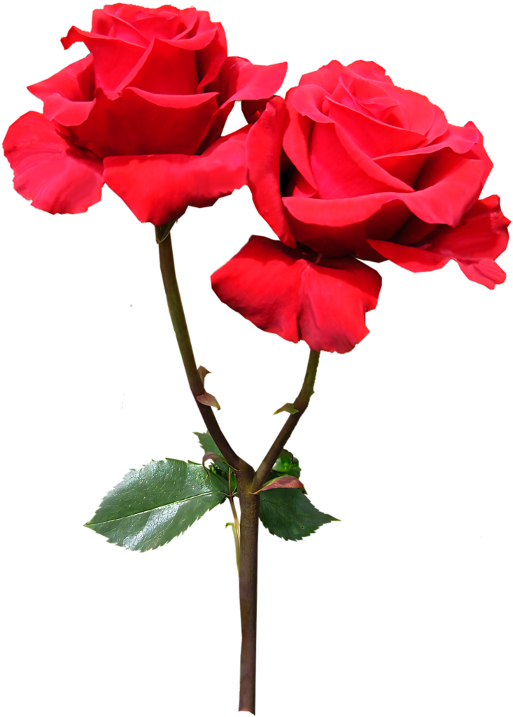 Vibrant Red Roses with Green Leaves on Transparent Background Wallpaper