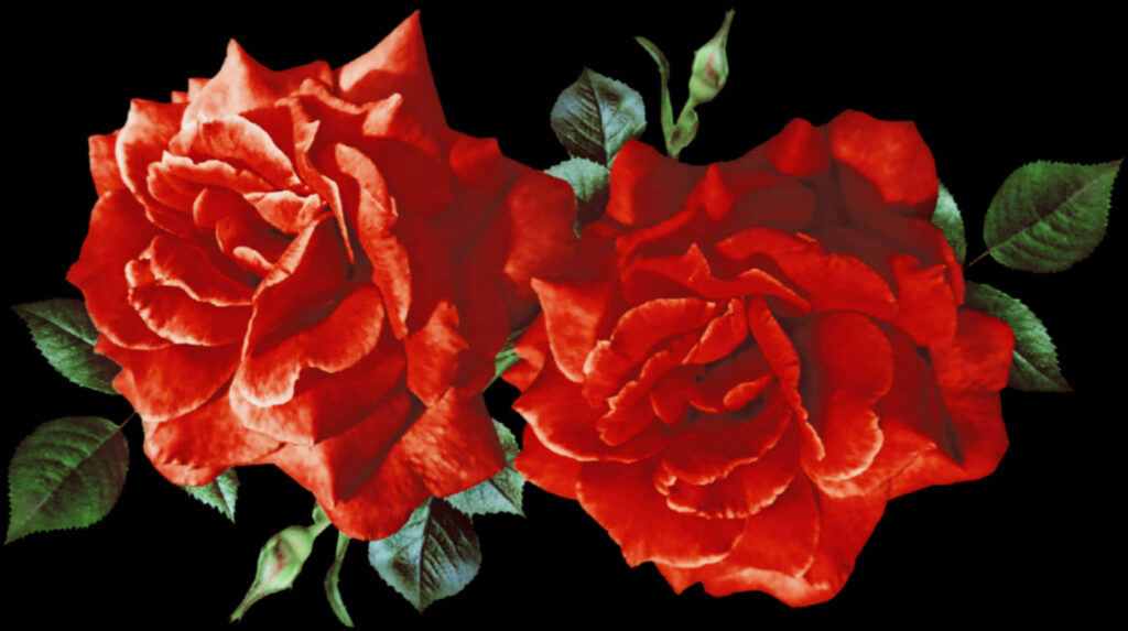 Vibrant Red Roses with Lush Green Leaves on Black Background Wallpaper
