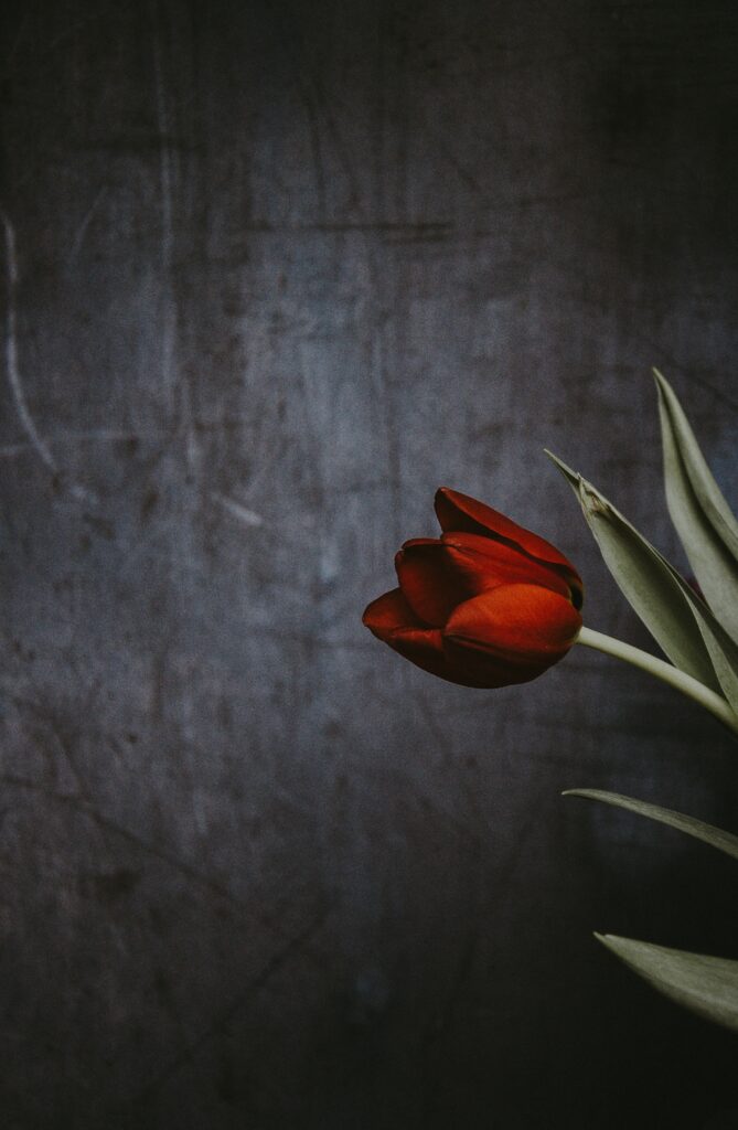 Striking Red Tulip Against Dark Textured Background - Elegant Contrast Wallpaper