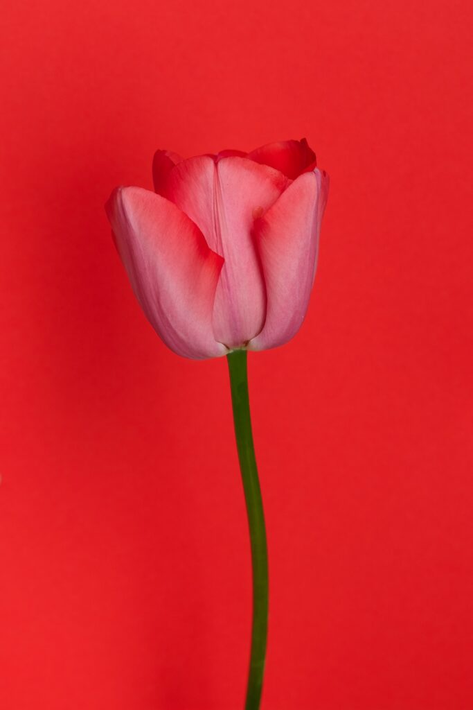 Elegant Red Tulip Wallpaper on Vibrant Red Background
