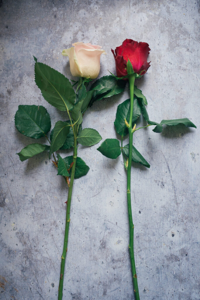 Close-Up of Red & Pink Roses on Neutral Textured Background Wallpaper