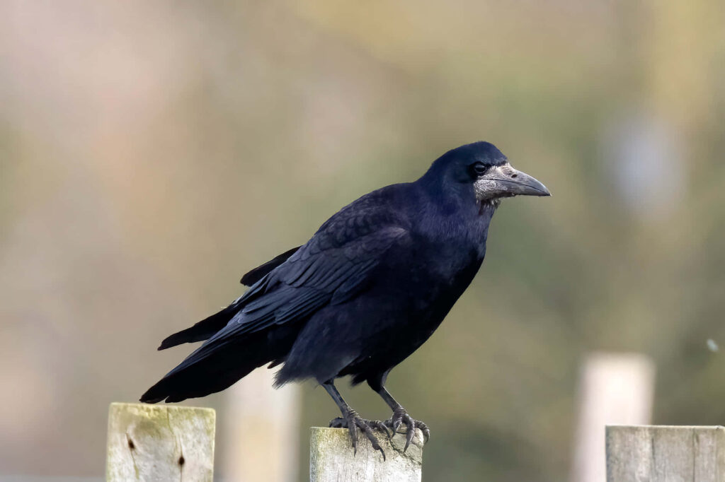 Elegant Rook Bird on Fence with Soft Blurred Background Wallpaper