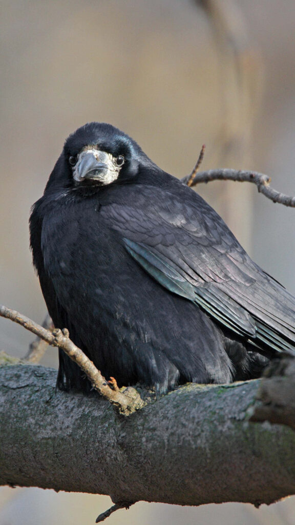 Elegant Rook Bird Wallpaper: Striking Black Feathers on Tree Branch