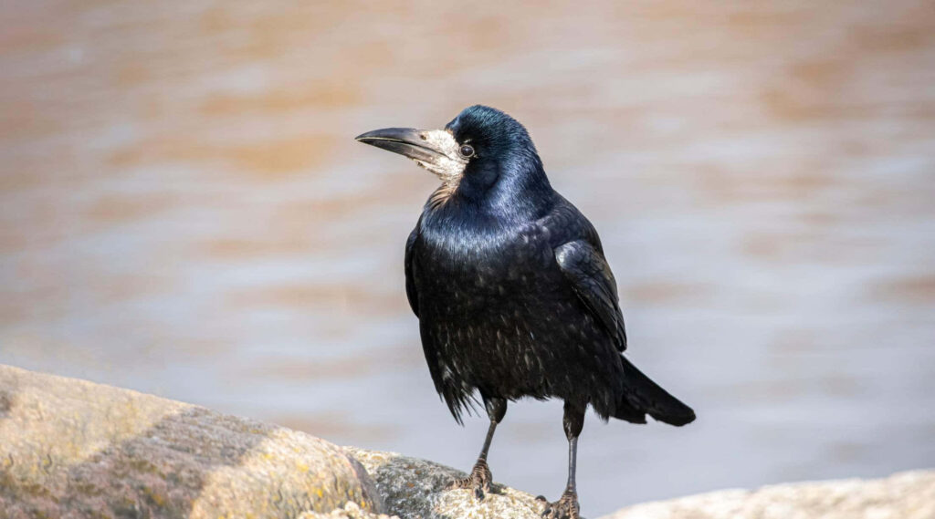 Elegant Rook on Rock: Majestic Black Bird Against Soft Background Wallpaper