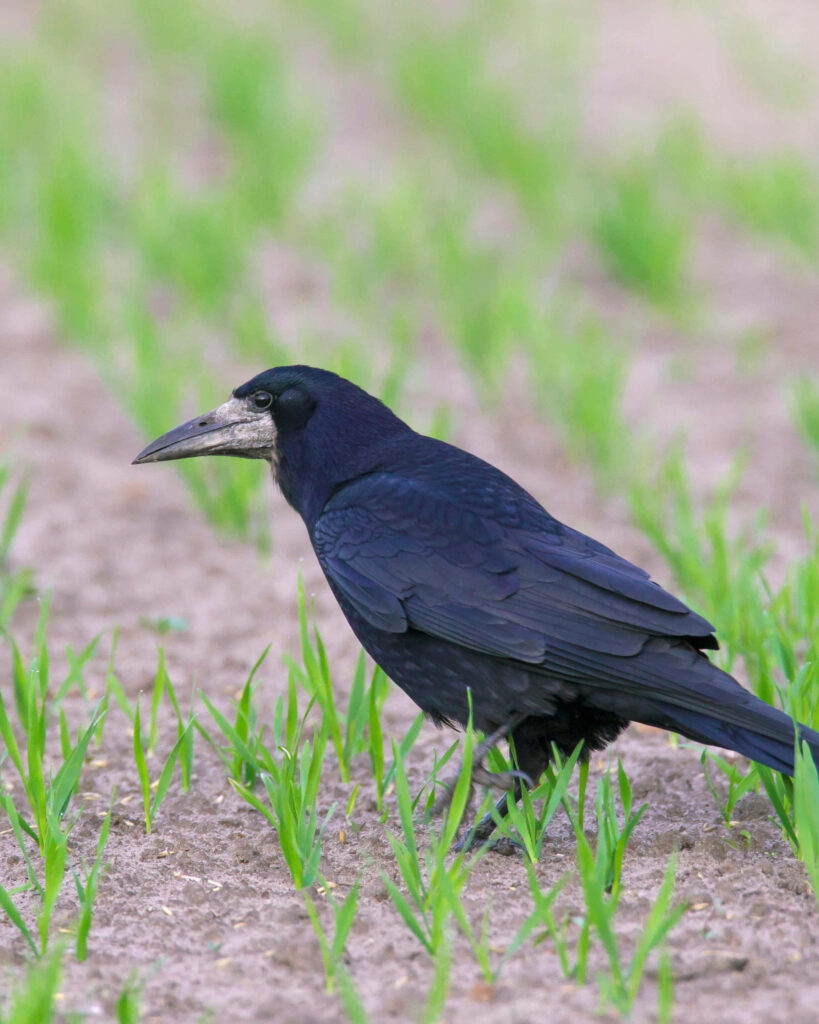 Elegant Rook in Grassy Field: A Contrast of Black Feathers & Green Wallpaper