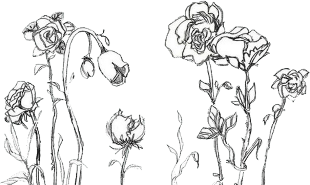 Elegant Rose Sketch Wallpaper - Intricate Designs for Classic Aesthetics
