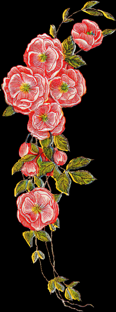 Elegant Rose Vine Wallpaper: Bright Red Roses on Transparent Background