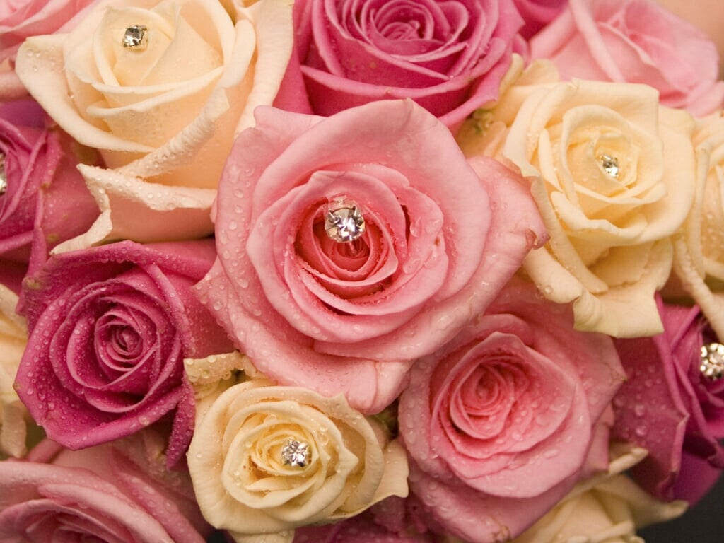 Romantic Pink and Cream Rose Wallpaper with Engagement Rings