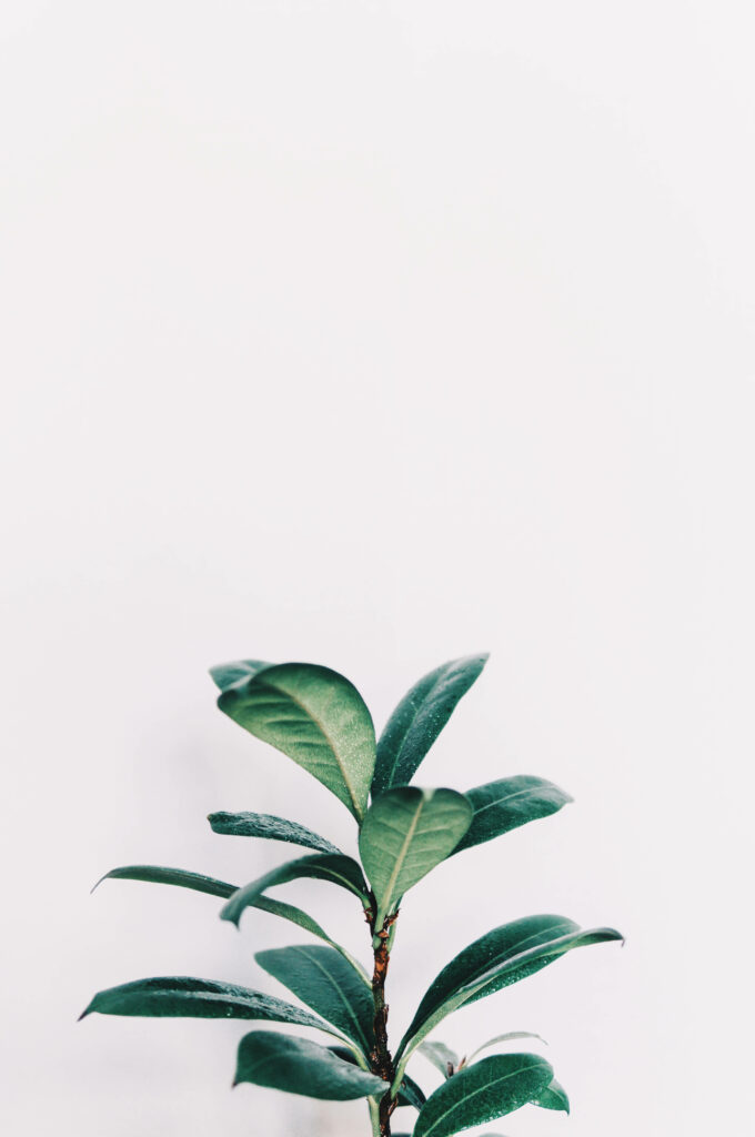 Elegant Rubber Plant Wallpaper: Minimalist Green Aesthetic Design